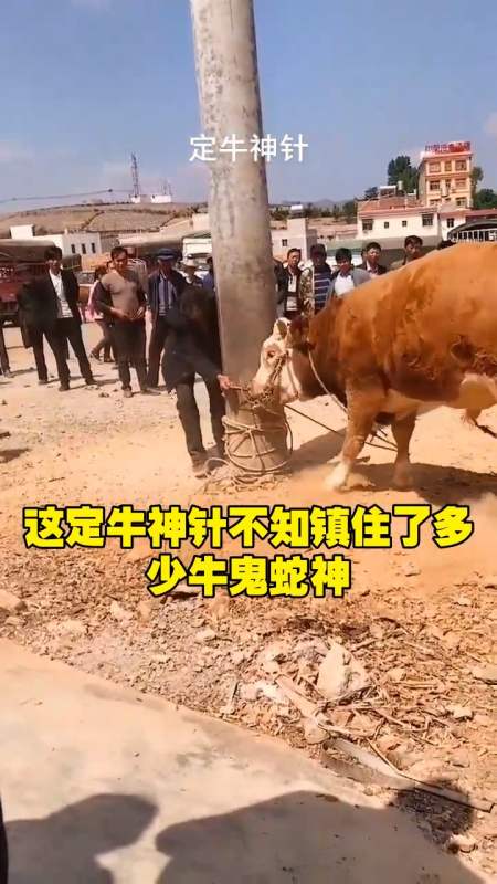 这定牛神针不知镇住了多少牛鬼蛇神