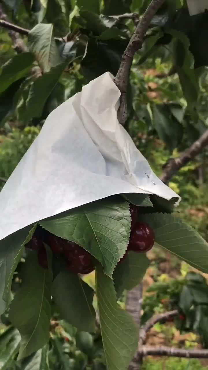 用纸把它挡住,防雨还有防鸟,樱桃要熟的时候遇到雨就没了