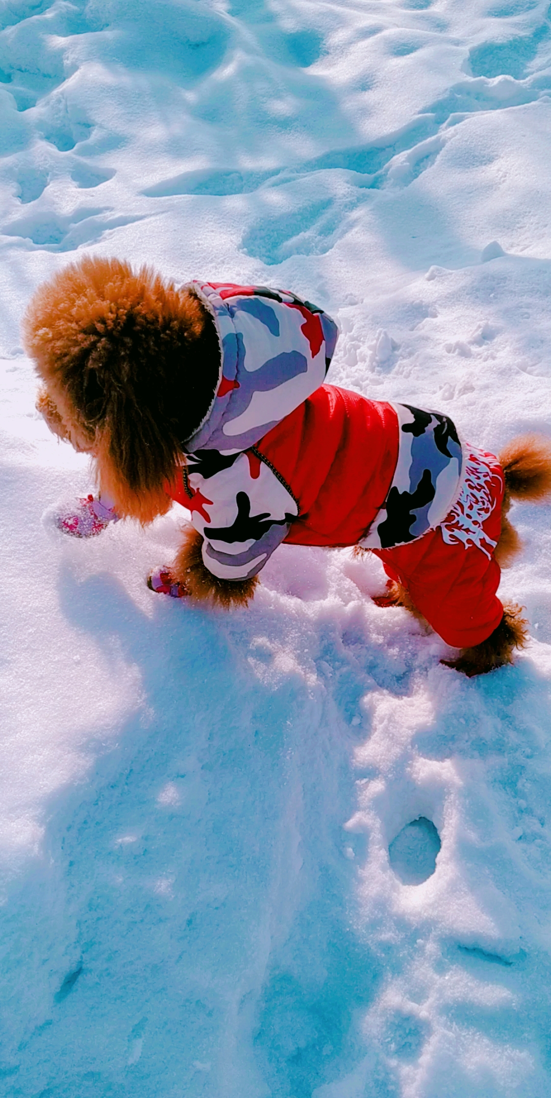 开心玩耍的小毛孩儿