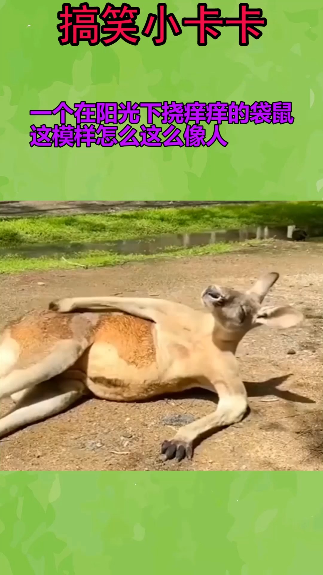 我要上热门#一个在阳光下挠痒痒的袋鼠这模样怎么这么像人