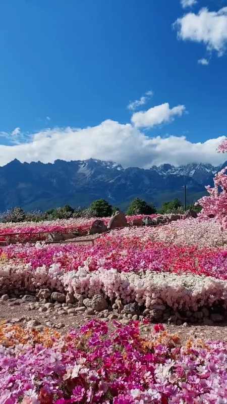 一片花海图片 雪山图片