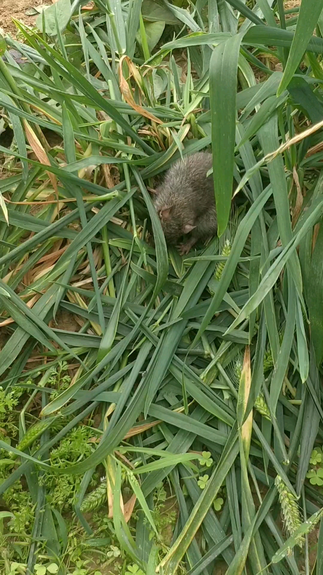 没见过世面的田野里的老鼠,不怕人,很善良.