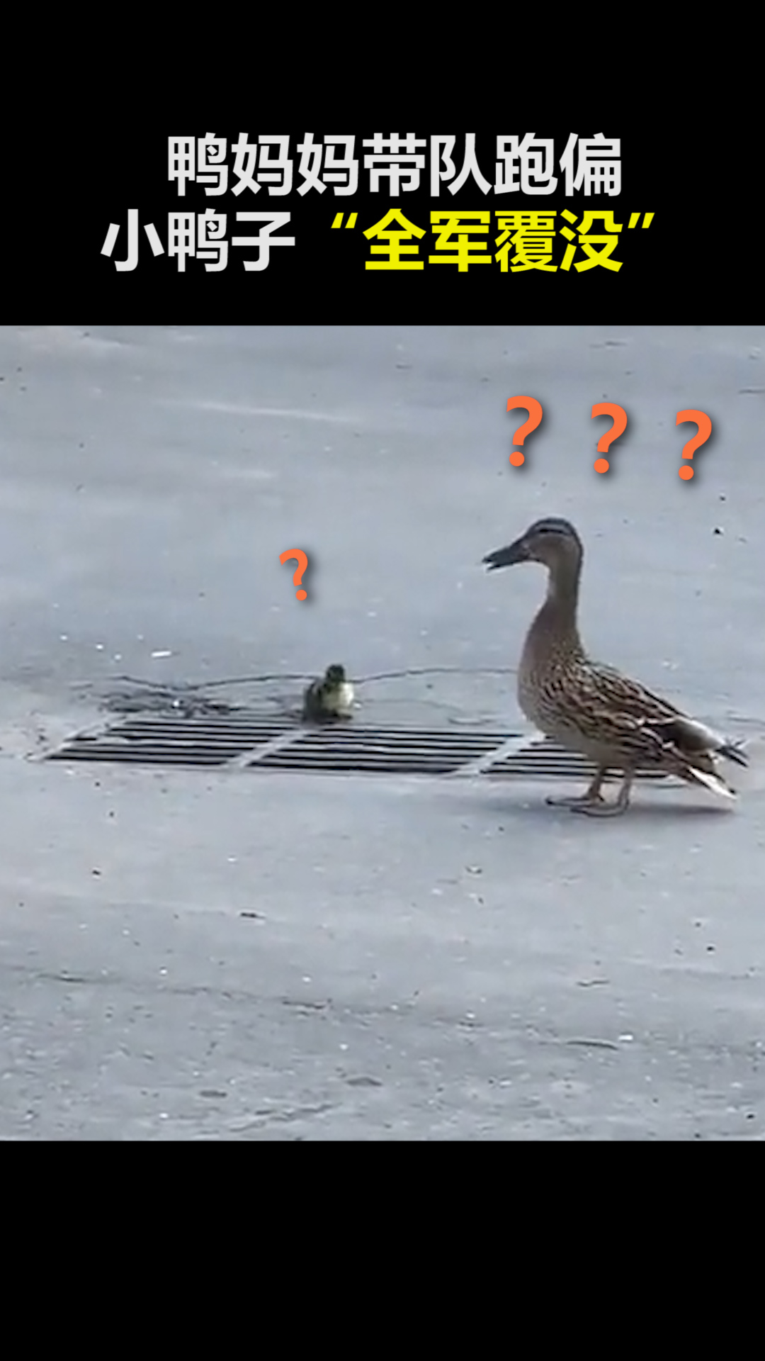 小鸭子鸭妈妈带队过马路一扭头小鸭子全军覆没