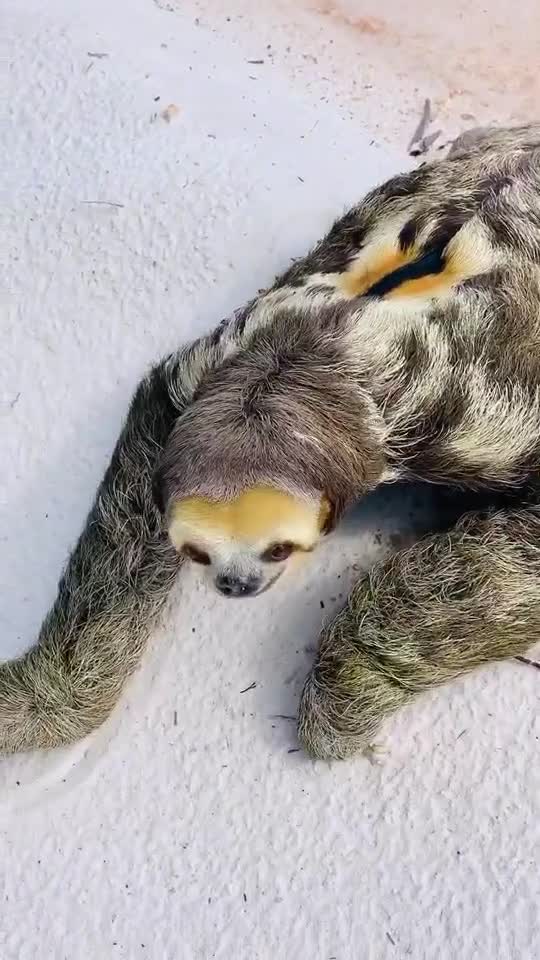 水鬼,树懒,,传说中的水鬼吗