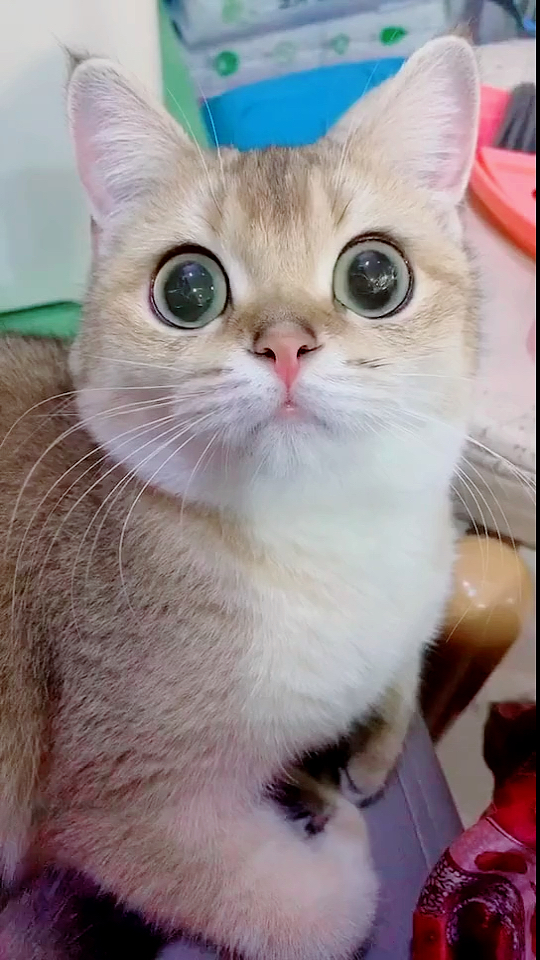 我家萌宠成精了#卡姿兰大眼睛