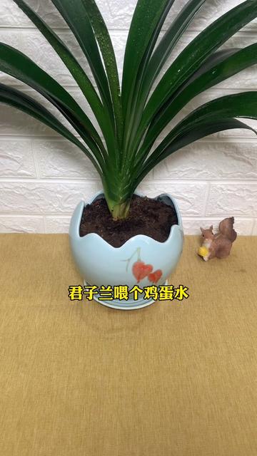 君子兰吃个鸡蛋会怎么样花卉绿植种植小技巧养花