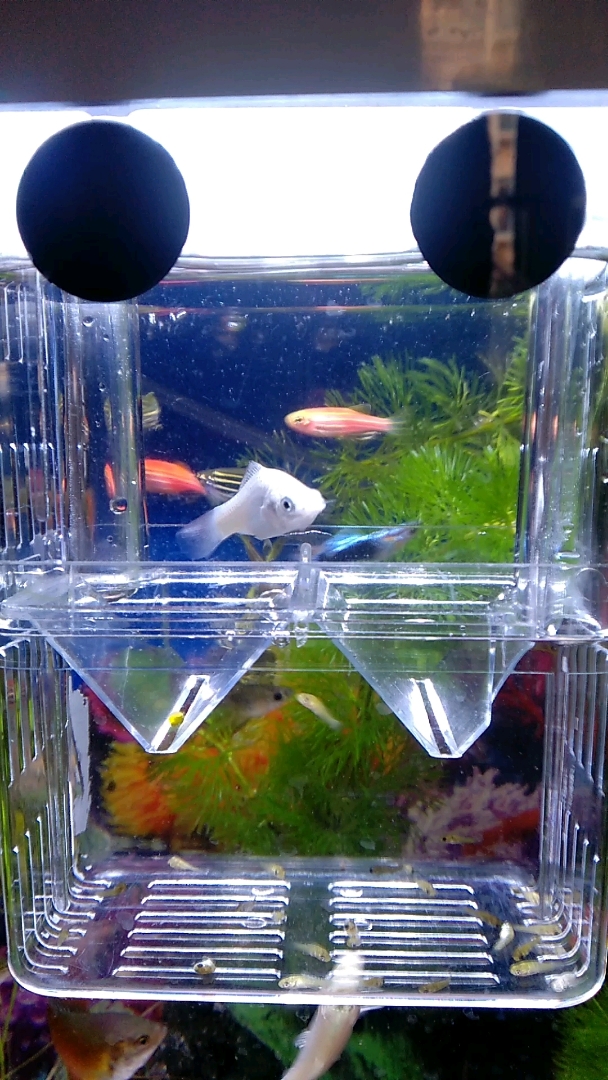 银玛丽鱼繁殖屋,正在生仔.