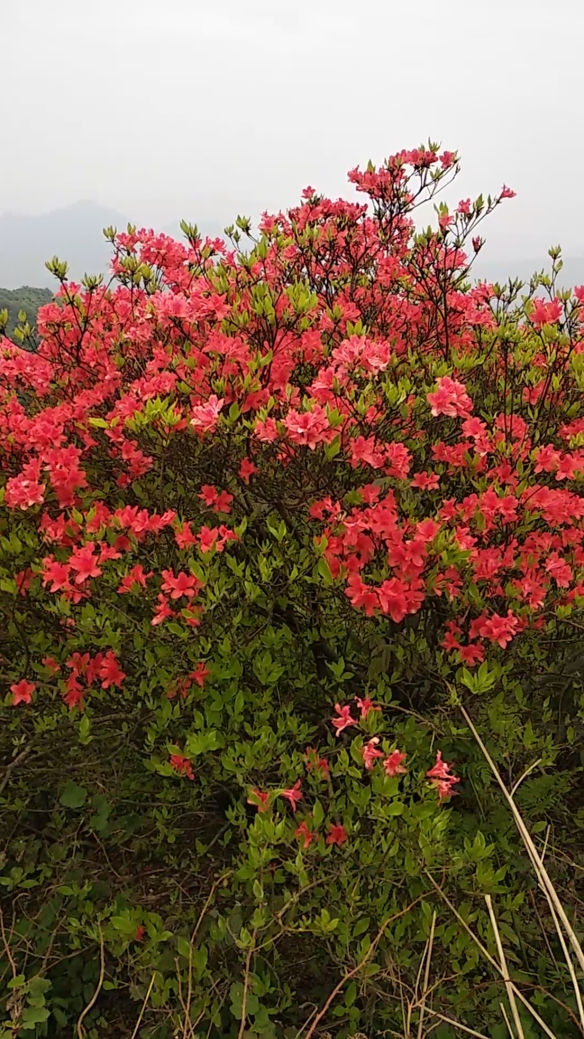 永州冷水滩区四明山森林公园腾云岭最高峰1052米,满山都是山红花,-度