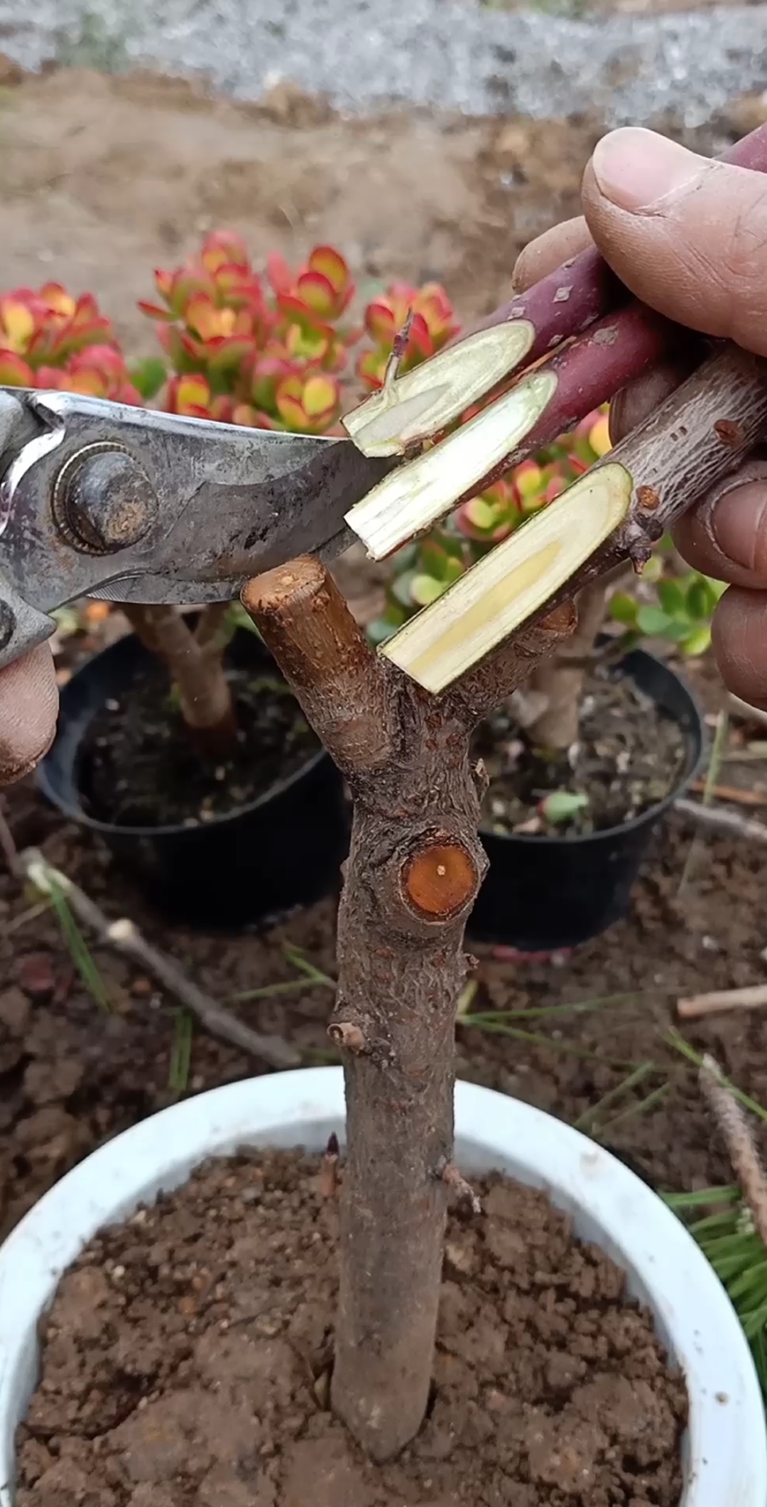 嫁接高手#双芽接大樱珠技术,成活率百分之百