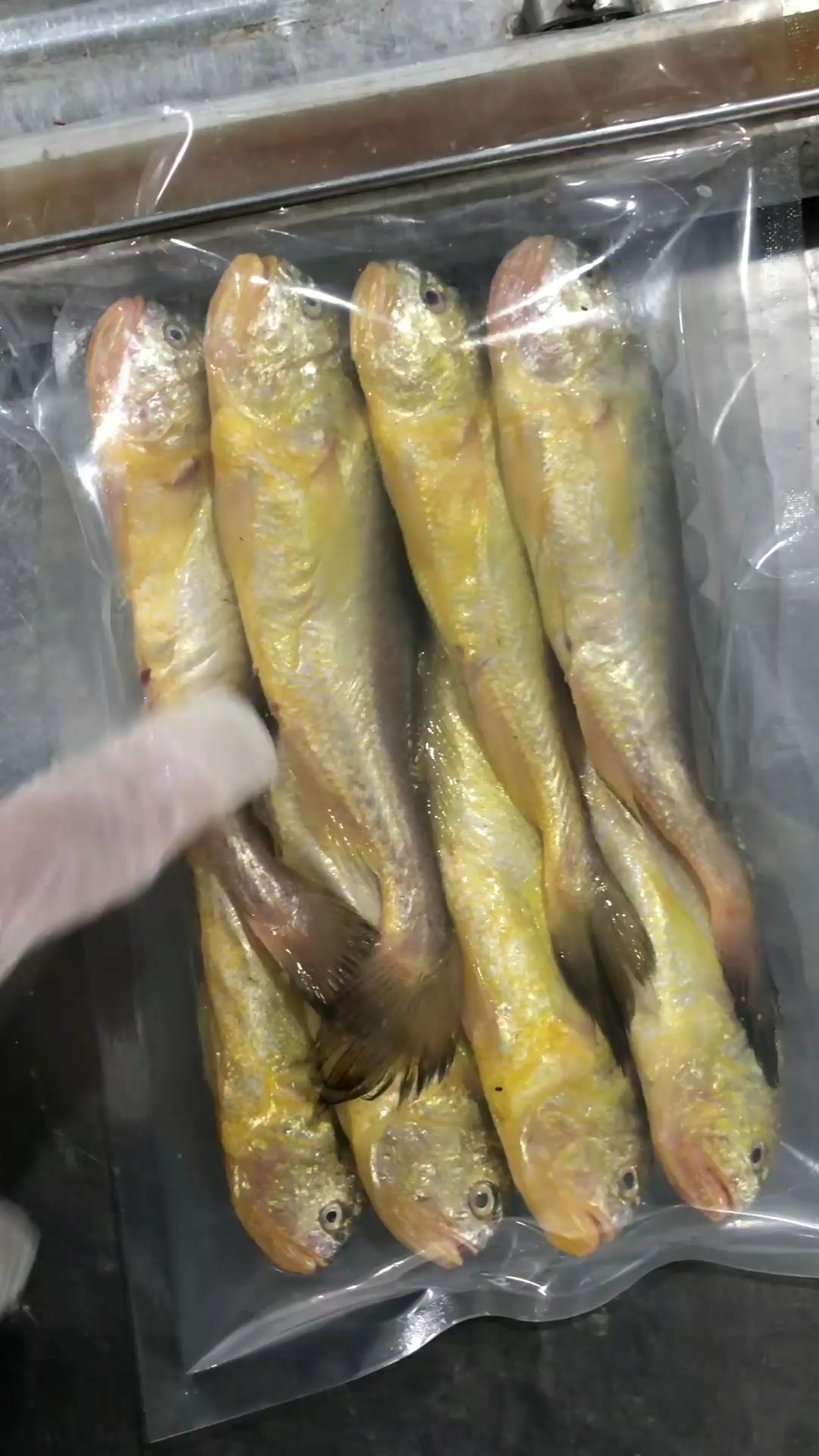 一斤8条特大梅童鱼