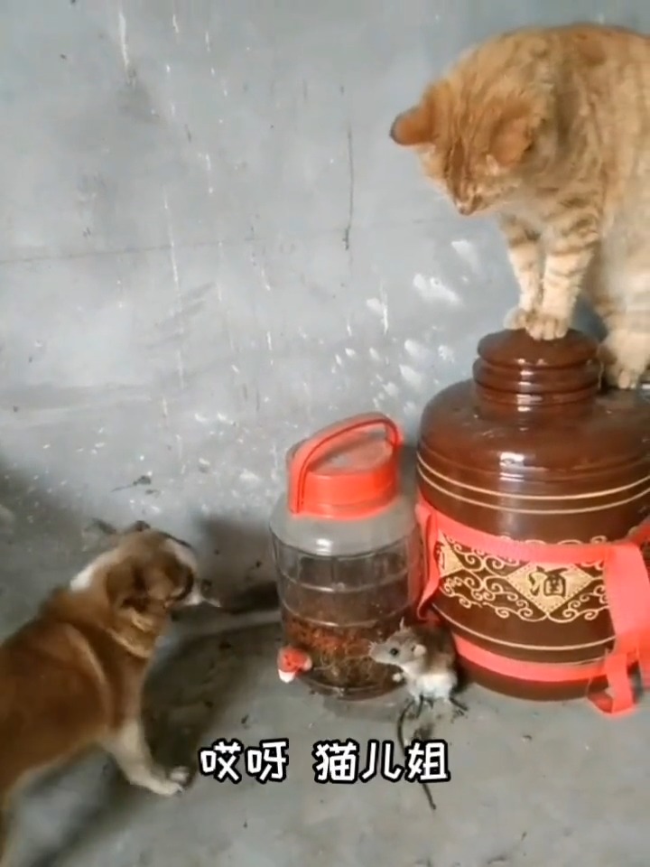 搞笑配音#你逗是那个偷谷子的金包卵啊?