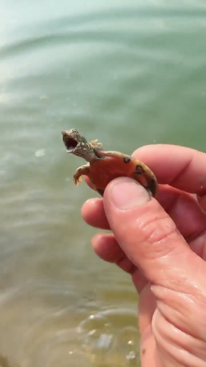 小甲鱼太滑头了,又凶又可爱