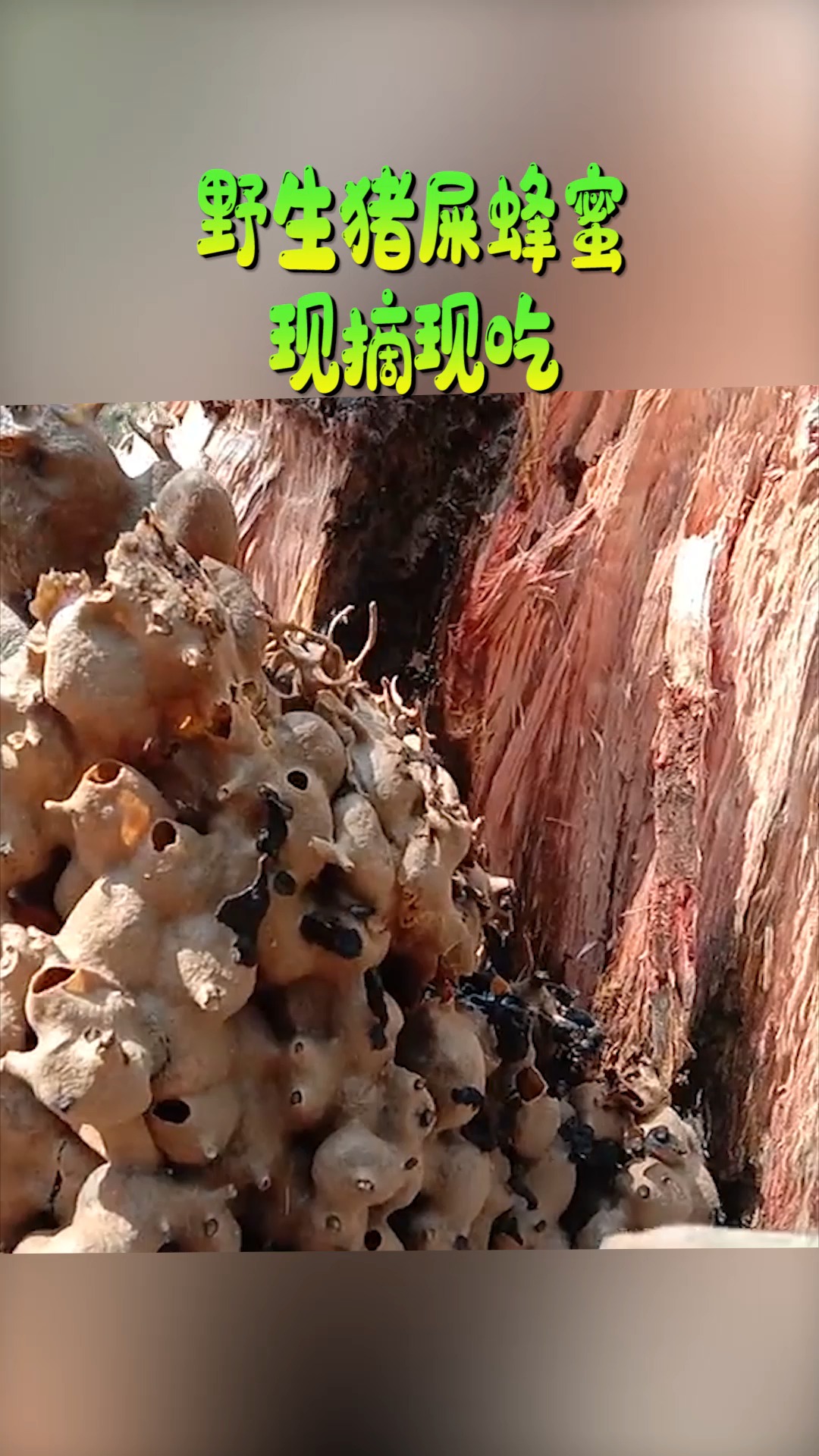 野生猪屎蜂蜜,现摘现吃,原味最正宗