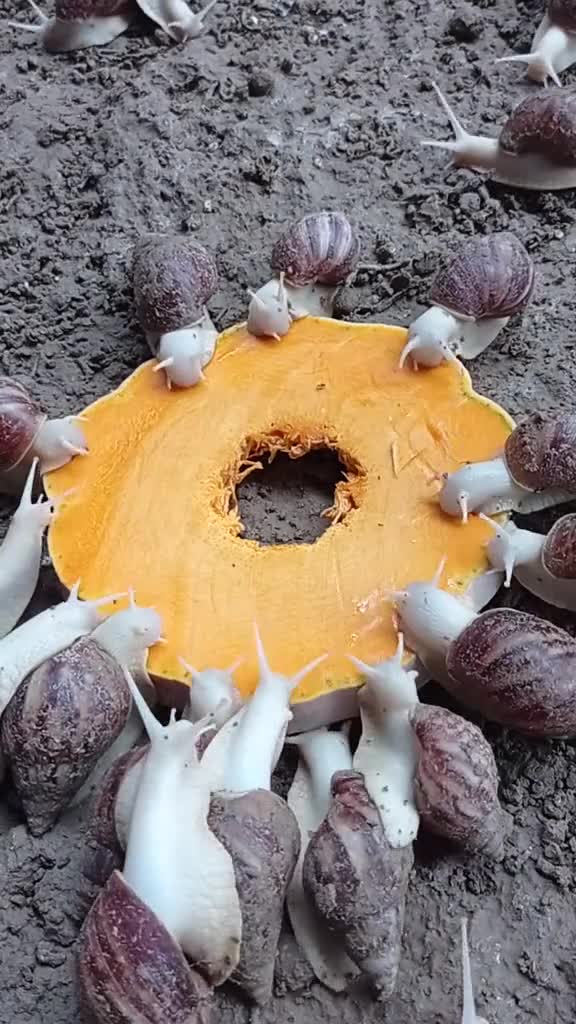 白玉蜗牛,单只成品30克左右,年产蛋34次,每次150枚左右,三半月一批!