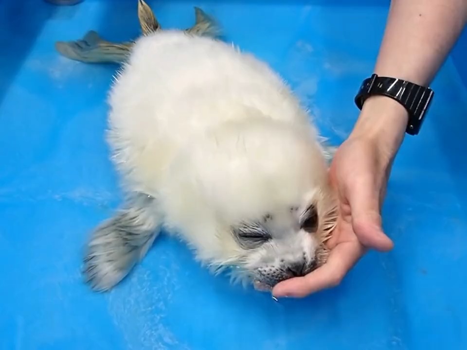 刚出生的海豹幼崽,第一次下水就被呛到了,简直太可爱了叭