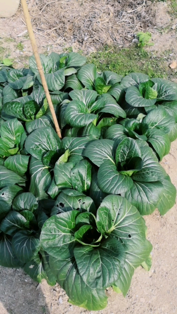 最有营养的蔬菜,叶片肥厚深绿色,有少量眼.