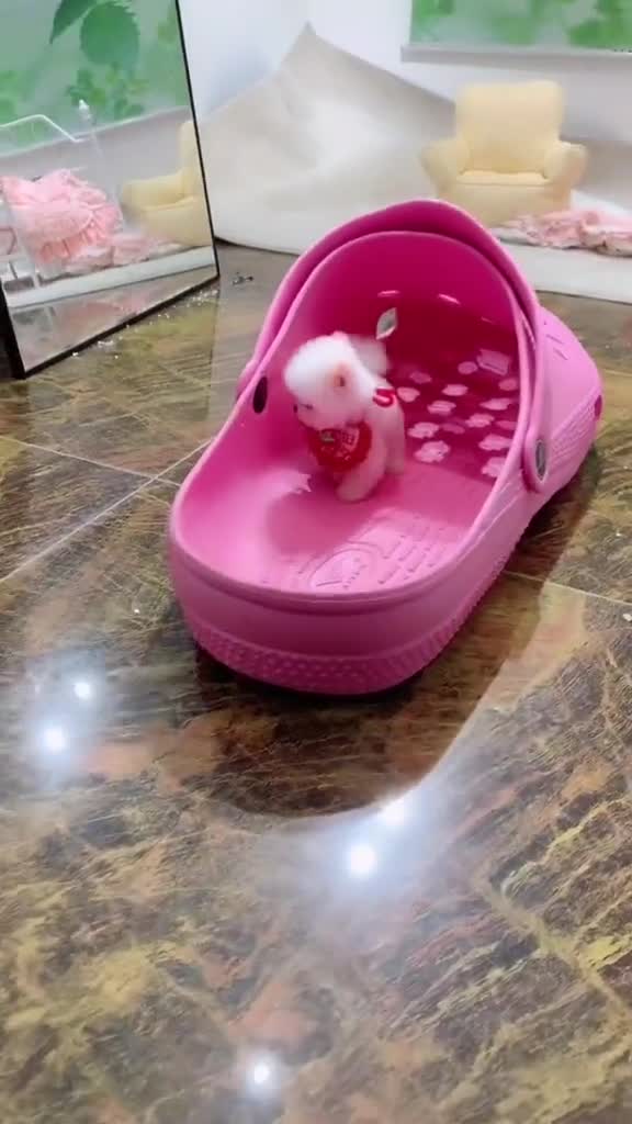 比拖鞋还小的狗狗