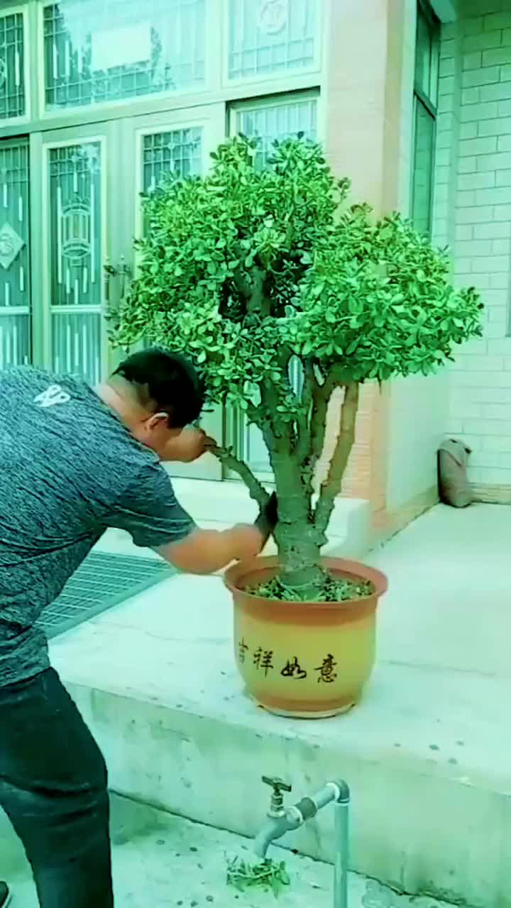 这颗大玉树长了30年,今天给他剃个光头!