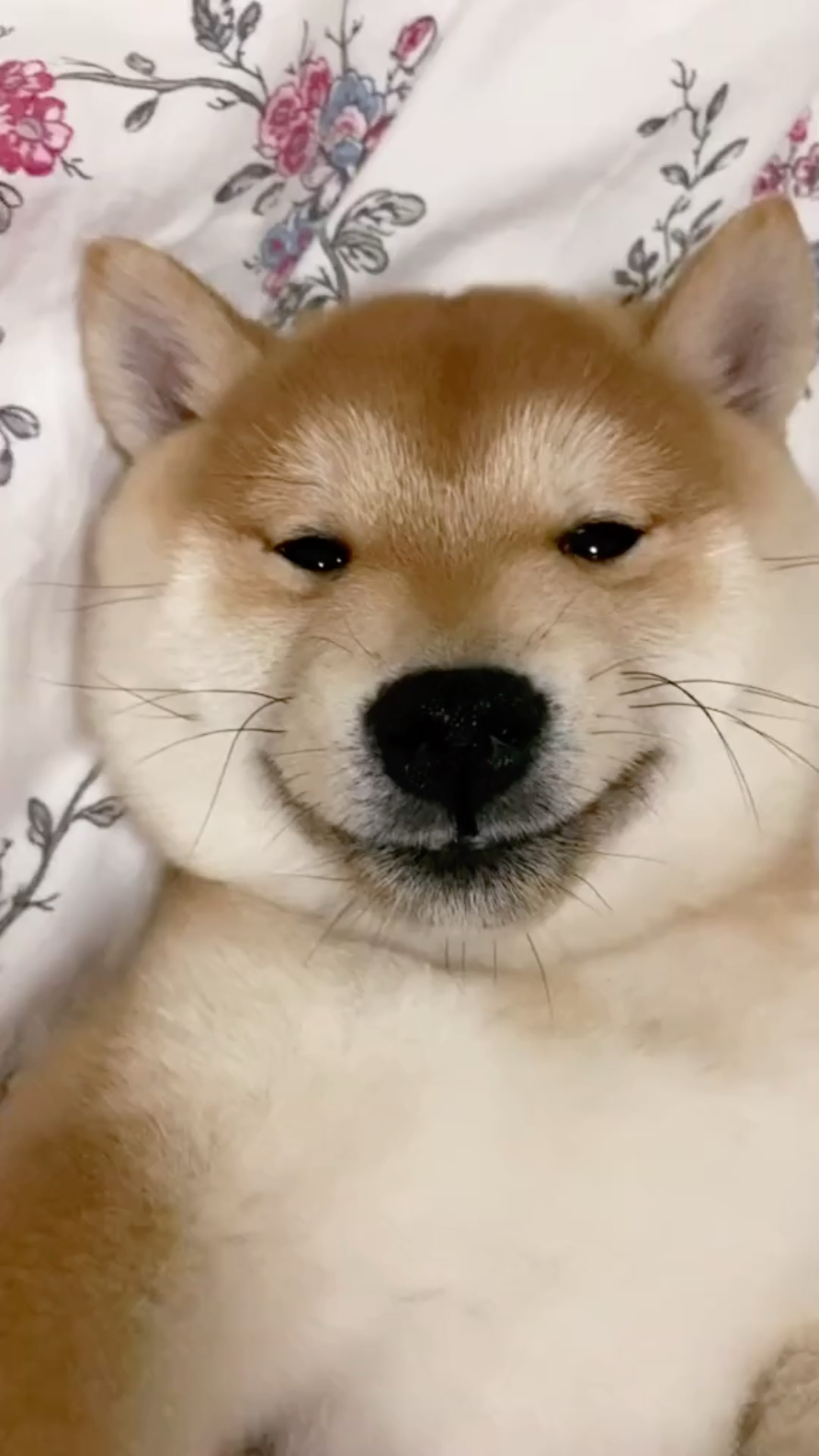 我家萌宠成精了#你的脸是用圆规画出来的吗?#柴犬