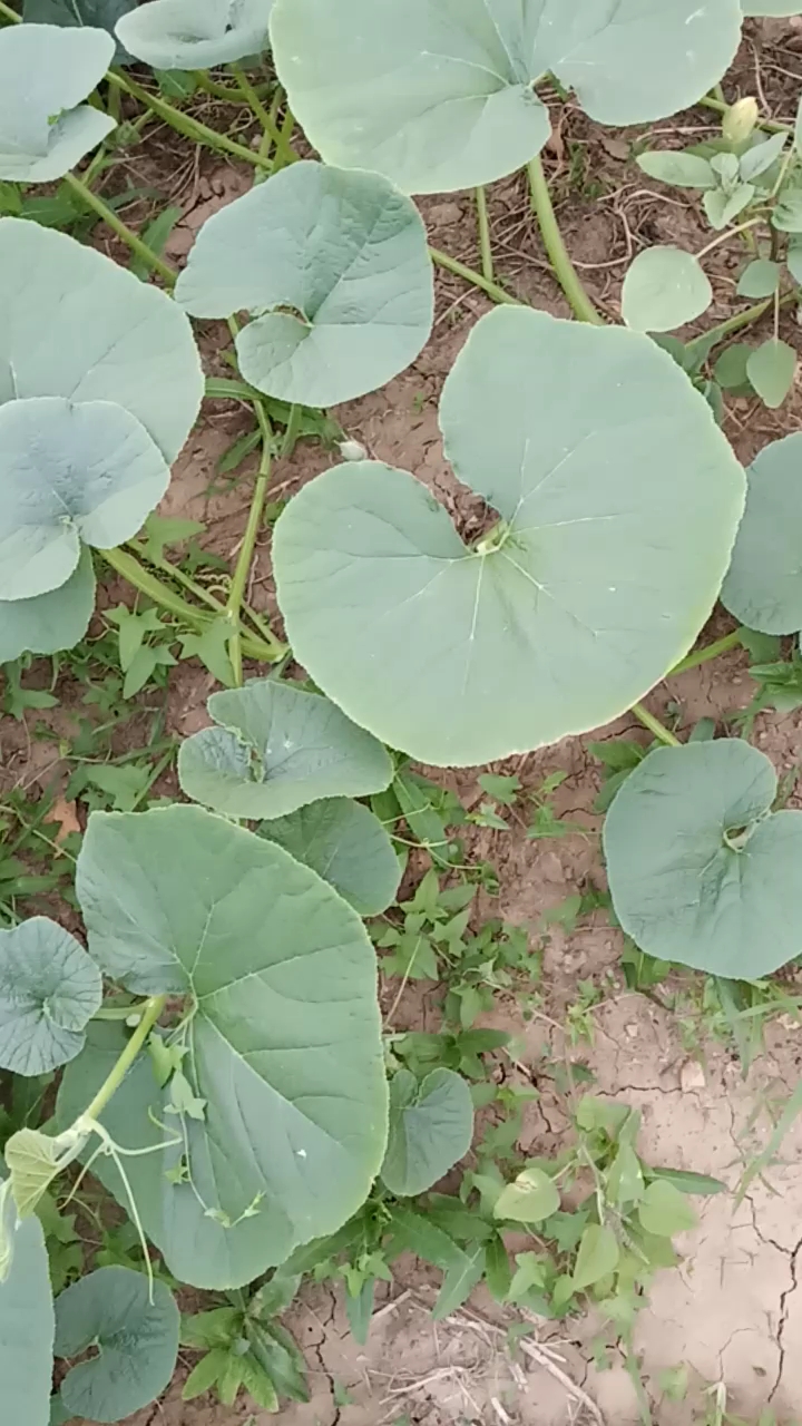 #我的小花园#冬瓜叶～圆圆的有点形似荷叶-度小视