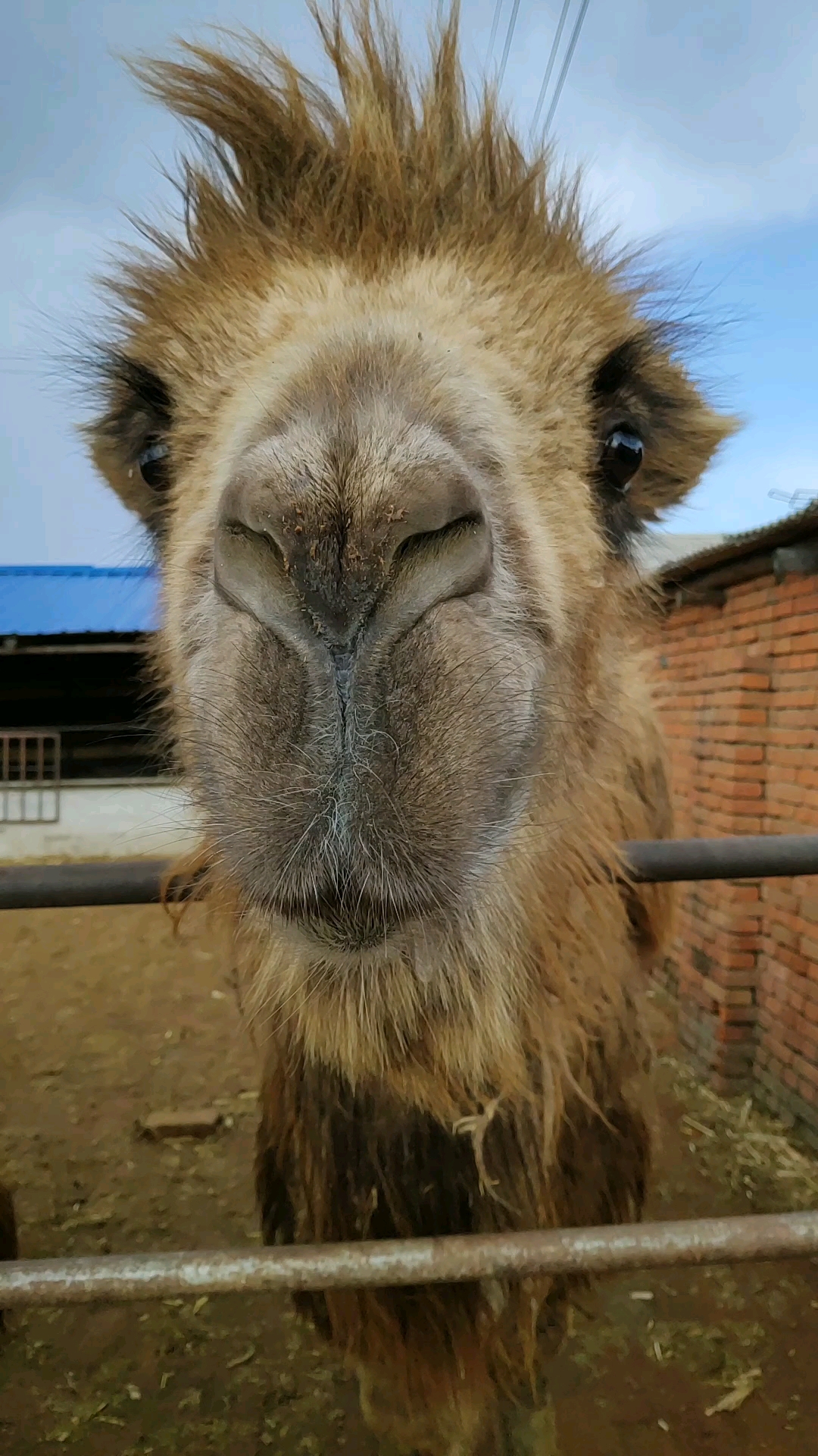 弟弟家养的大骆驼!