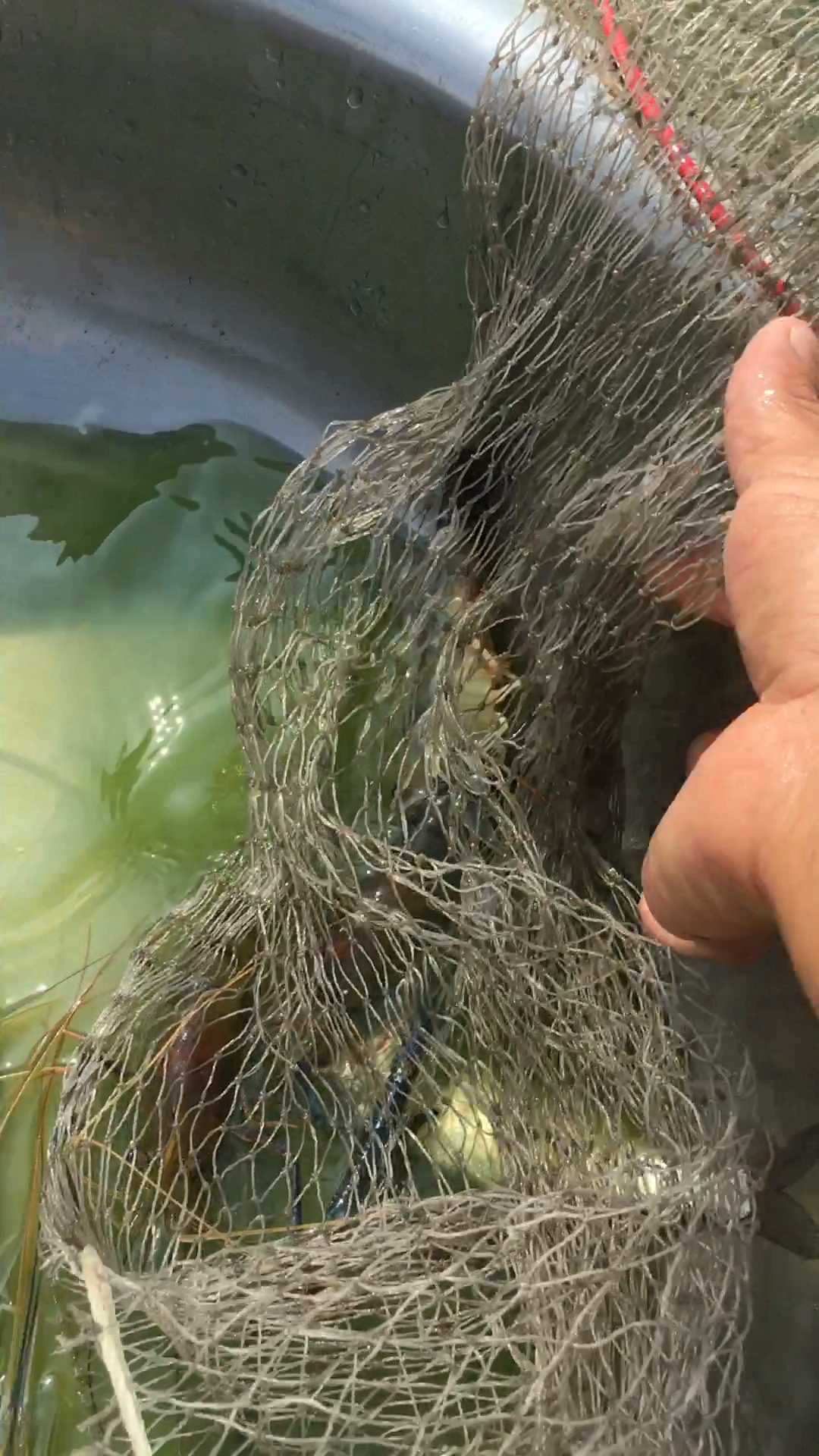 起地笼啦,好多虾