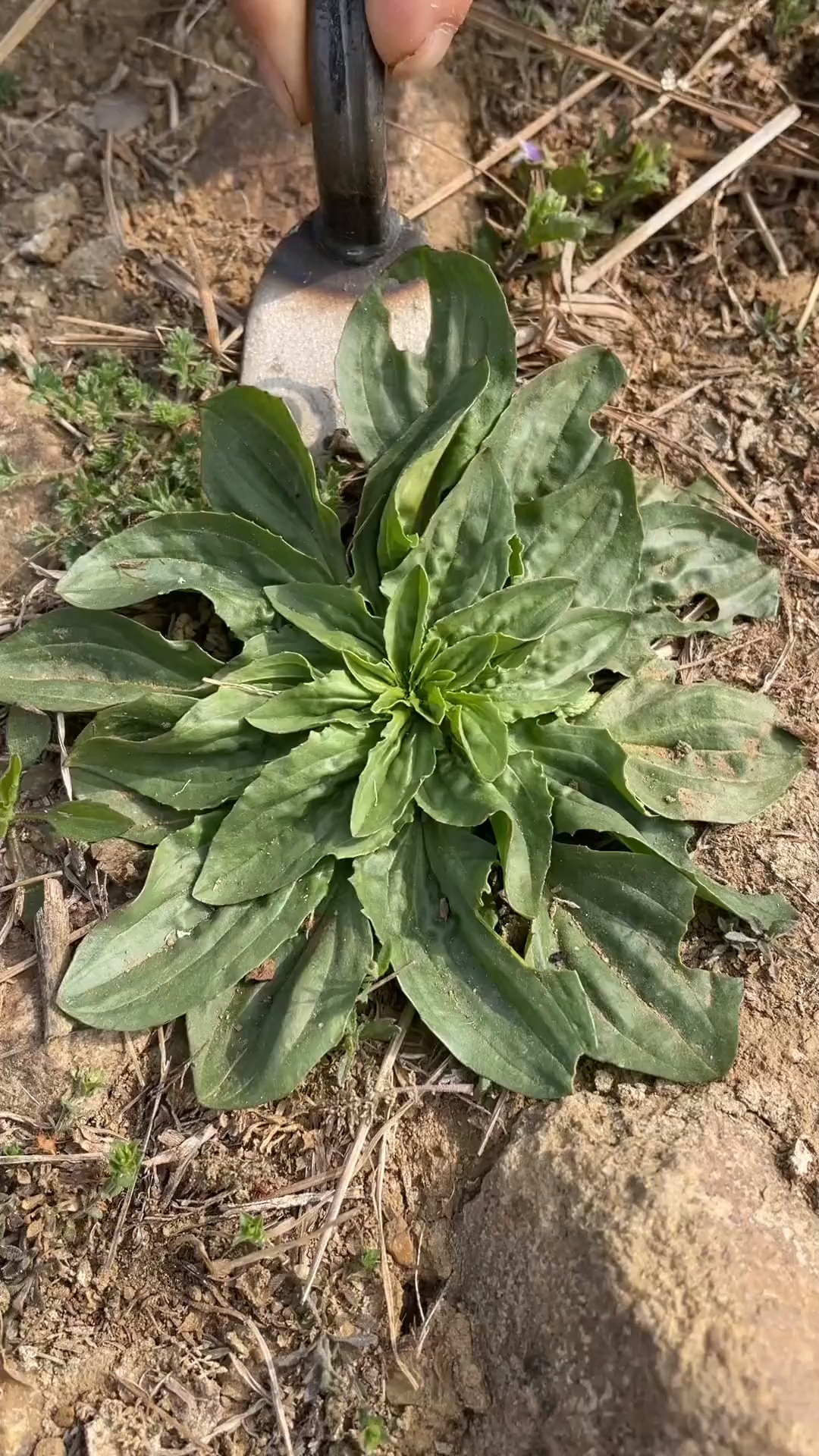 车前草常常生长在路旁,我们当地人叫它车轱辘菜,大家又管它叫什么呢?