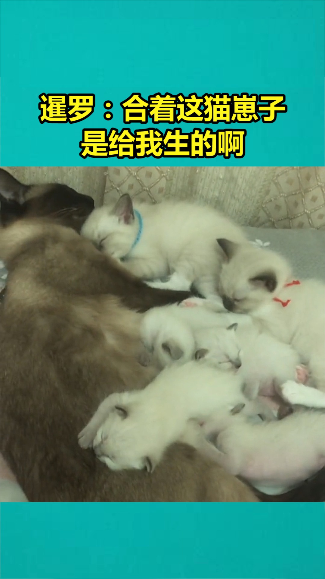 我要上热门#暹罗猫:合着这猫崽子是给我生的啊,你真是啥也不干啊