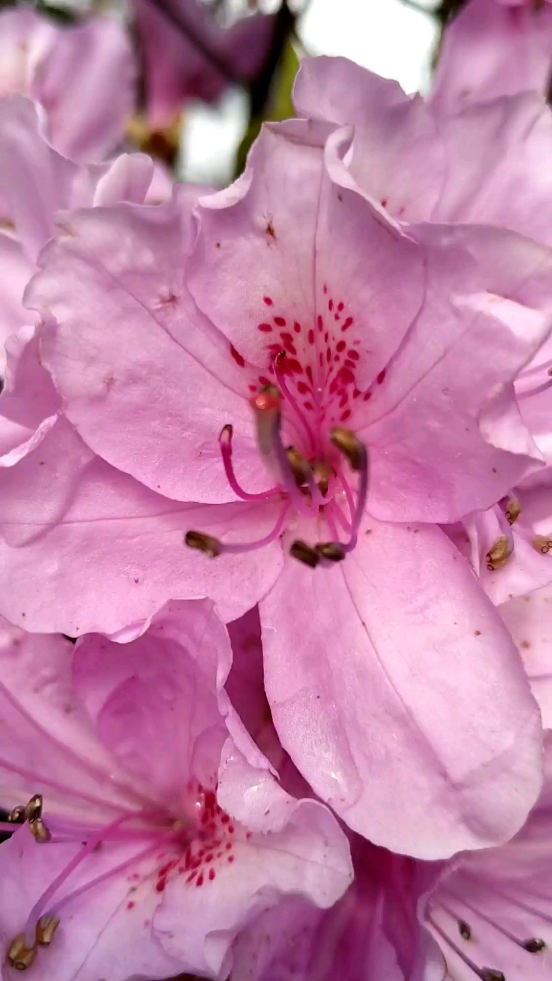 山上的野花,我们这里叫老虎花,老人家说有老虎花的地方就有老虎出没