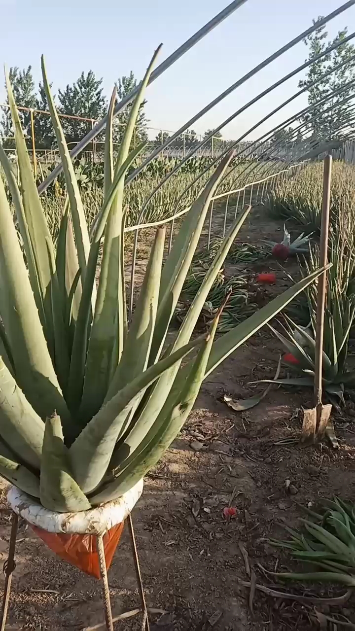 库拉索芦荟基地40斤的大芦荟