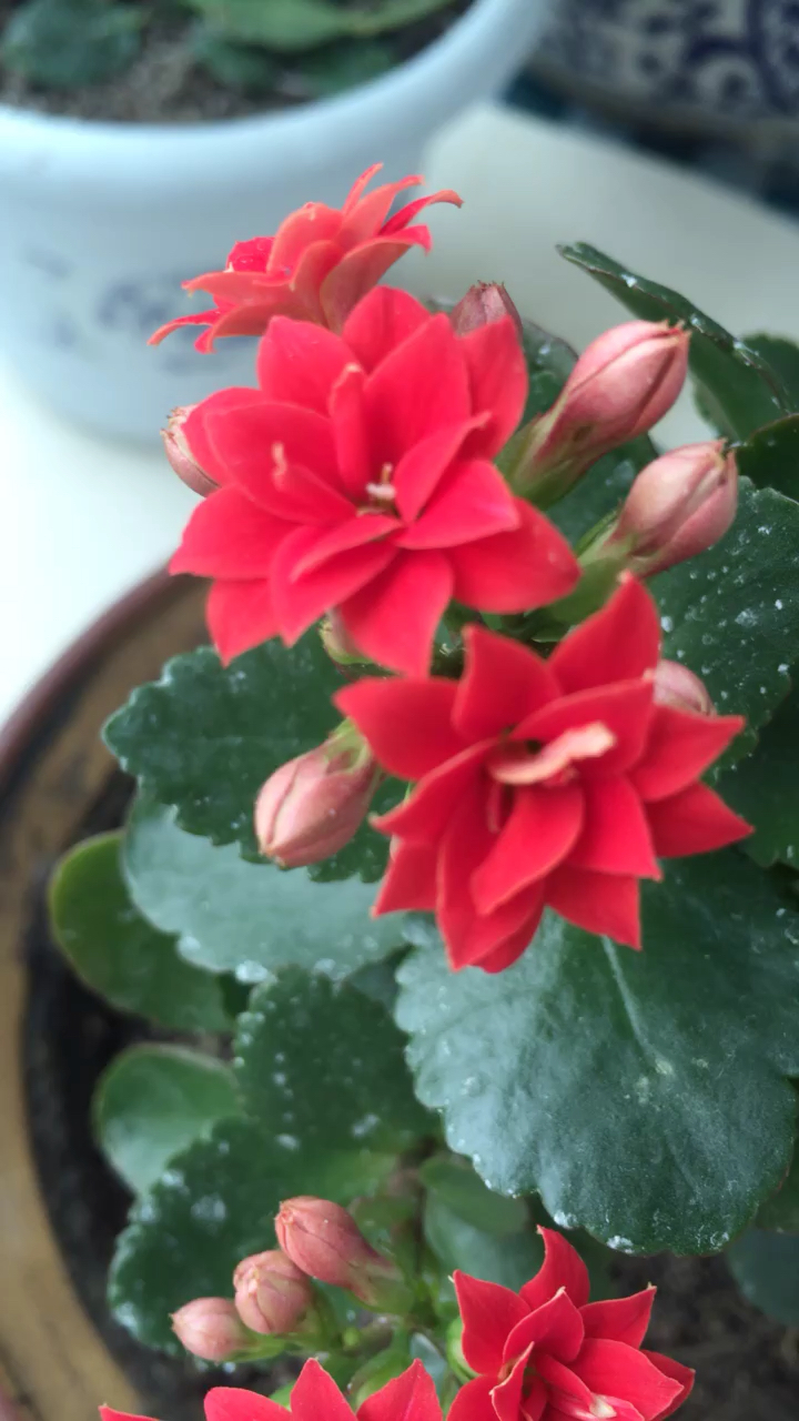 长寿花,这棵长寿花叫小桃红,有三层花,颜色大红,形如桃花.