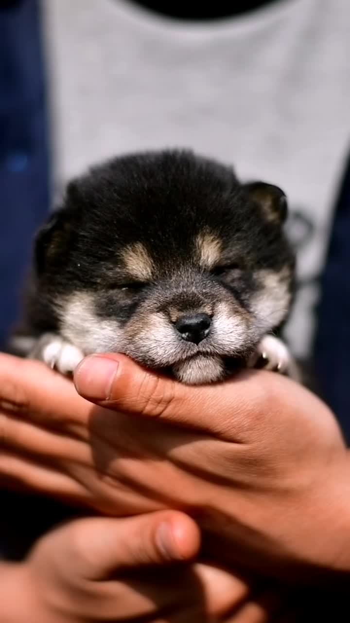 萌宠#给你们看看黑柴小时候的样子,漆黑一片.