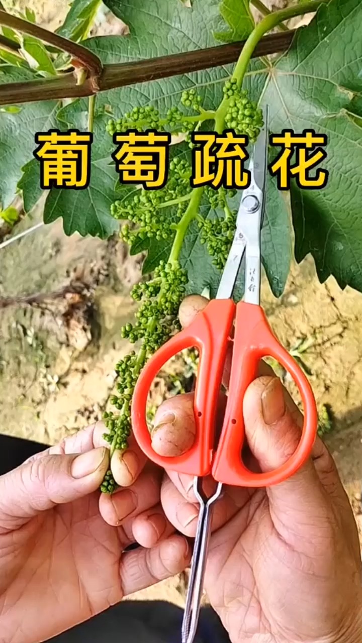 葡萄疏花