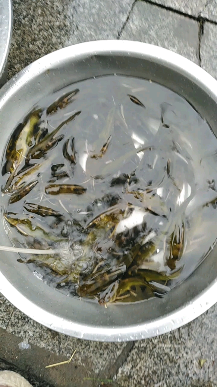 鄱阳湖野生鱼……!想吃的朋友加关注!谢谢!