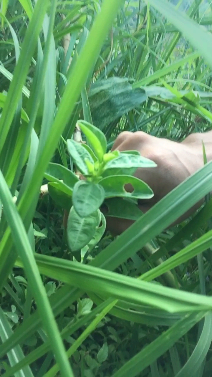 现在非常少见的肥儿草都有什么功效知道吗?