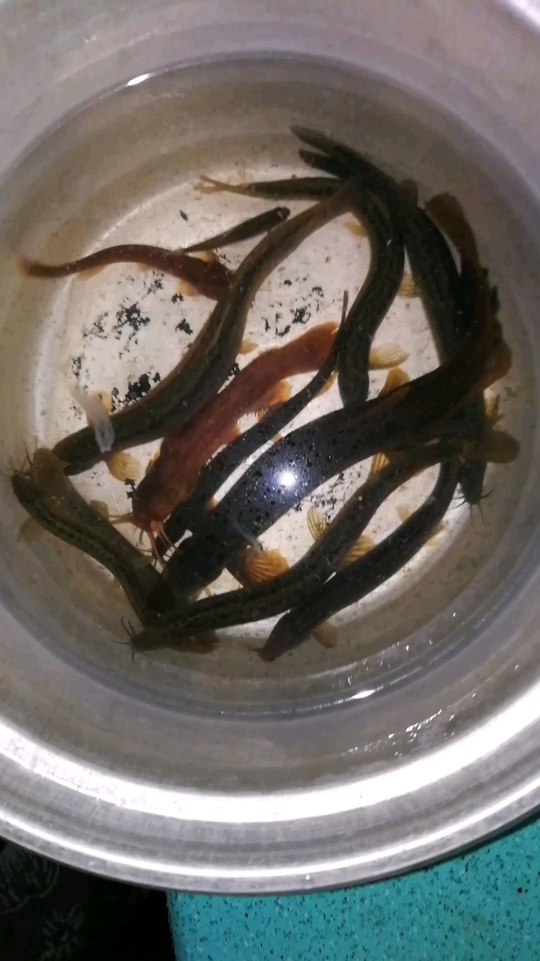 澧水河的泥鳅王!够大吧!