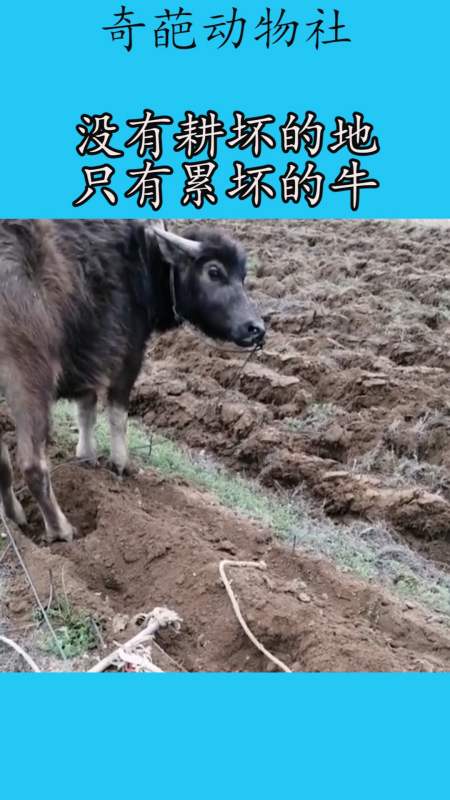 我要上热门#没有耕坏的地,只有累坏的牛