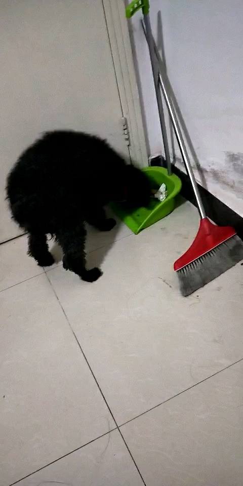 神宠来袭#狗狗会给我扫地了真好真乖