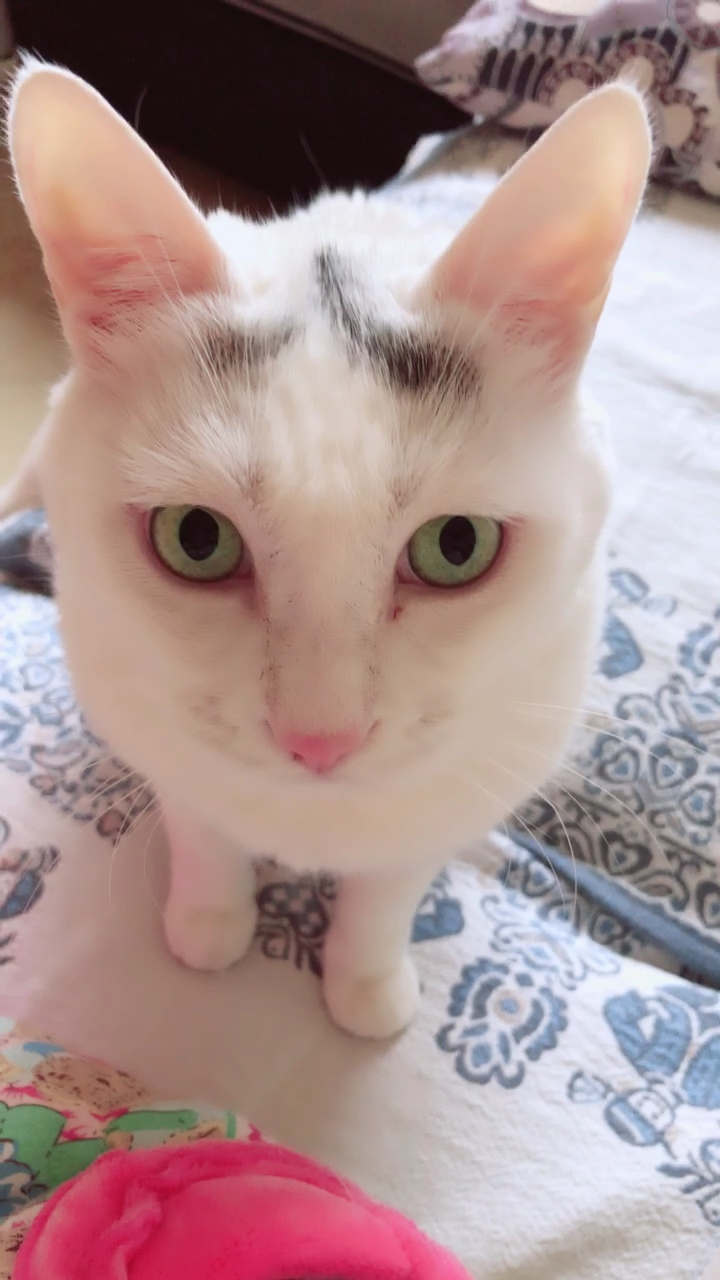 超级大耳朵猫咪