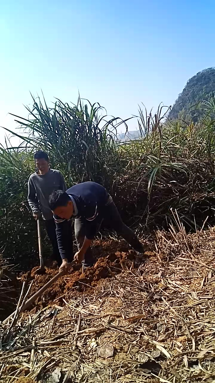 音为有你#不能走亲戚,不能出远门,那我们开荒种地了