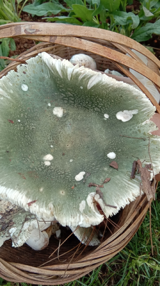 第一次见这么大的青头菌