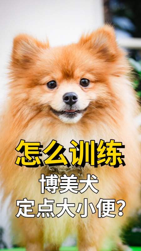 博美宝宝#怎么训练博美犬定点大小便?-度小视