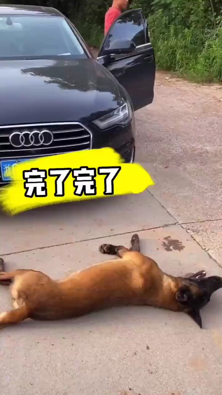 搞笑段子#碰瓷的狗狗