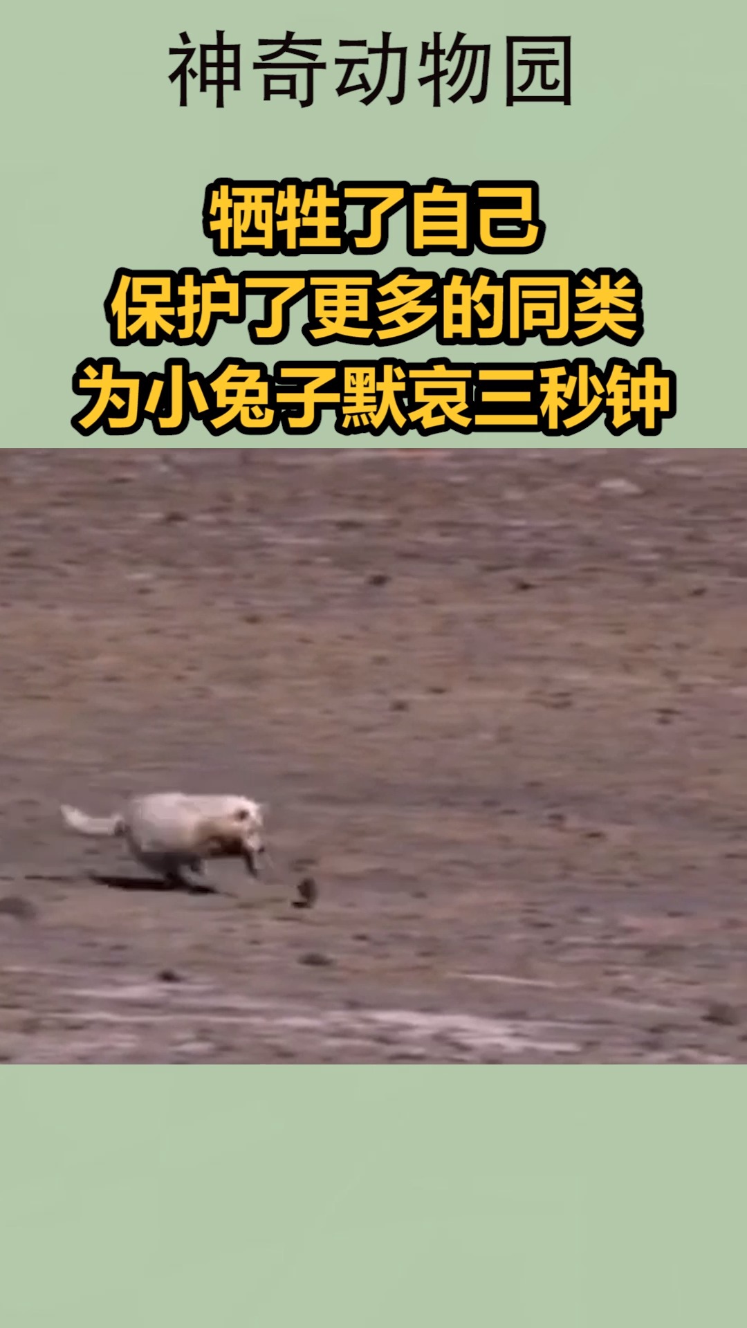 我要上热门#牺牲了自己,保护了更多的同类,为小兔子默哀三秒钟