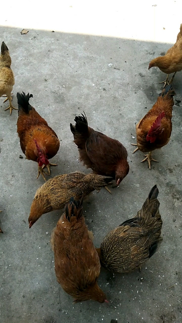 自己家养的三黄鸡和土鸡,在家带三个宝宝还要洗衣做饭做家务,还得喂