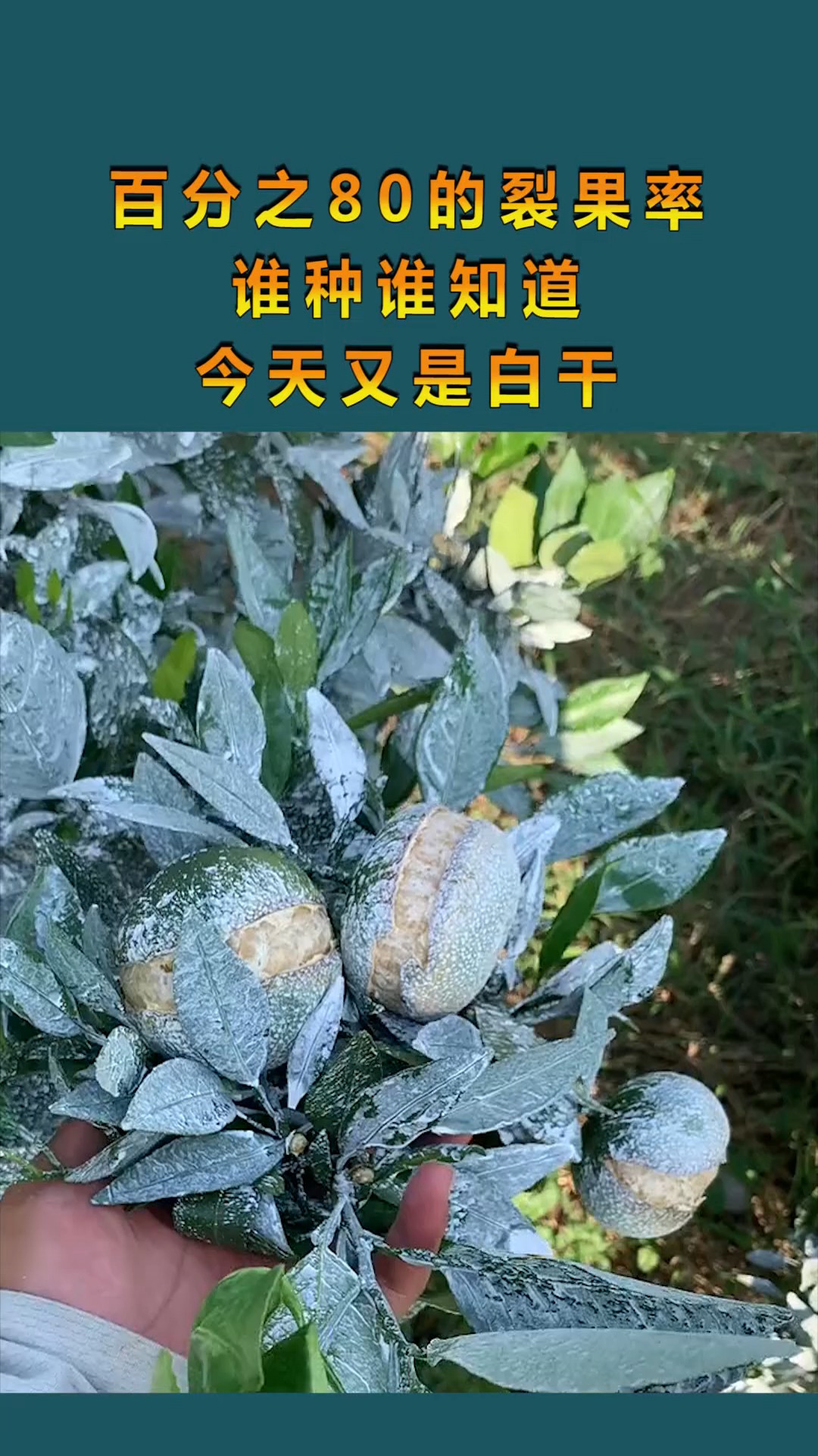 这是高手#百分之80的裂果率,谁种谁知道,今天又是白干!