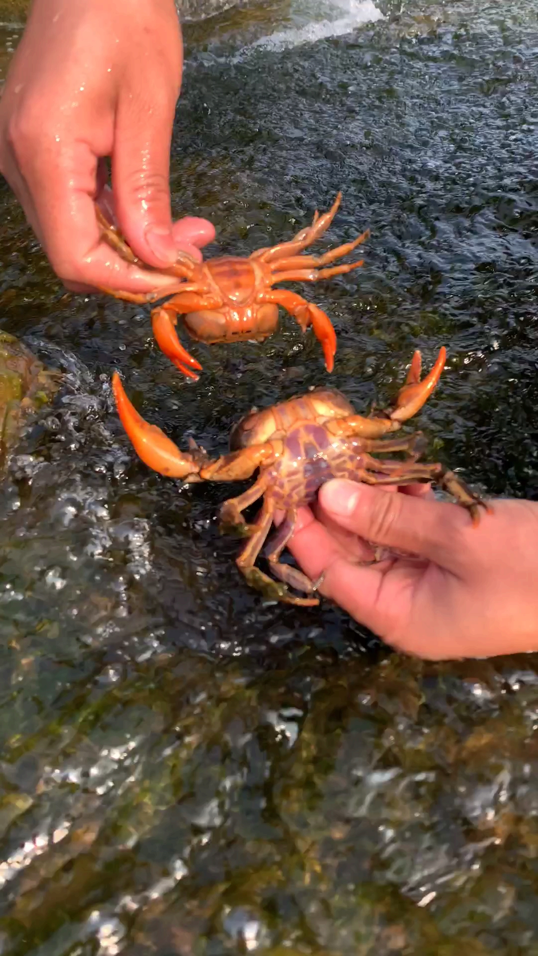 山蟹,生于山涧溪流而得名