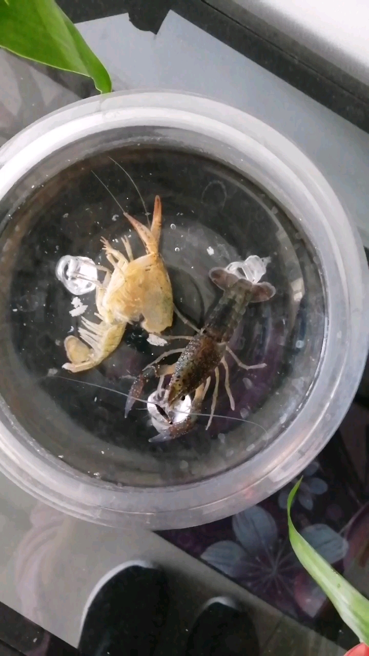 小龙虾第2次蜕皮
