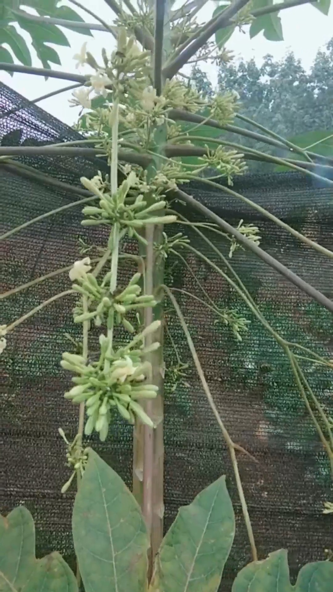 娱乐#这样的木瓜树有人见过吗公的木瓜树,只开花不结果!