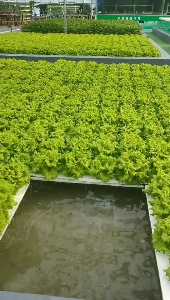 现代农业只要有水就能种菜